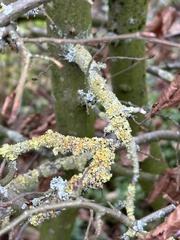 Xanthoriicola physciae