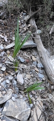 Asparagales