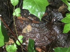 Ganoderma brownii