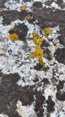 Candelariella