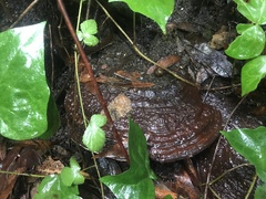 Ganoderma brownii