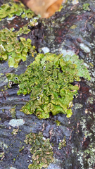 Lobariaceae