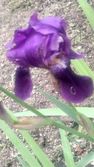 Iris