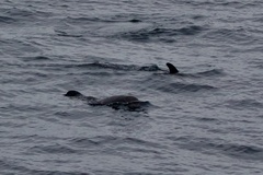 Feresa attenuata
