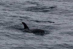 Feresa attenuata
