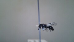 Hylaeus leptocephalus