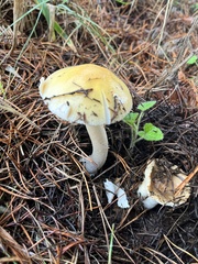 Amanita velosa