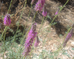 Dalea searlsiae