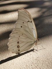 Morpho polyphemus polyphemus