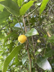Passiflora tetrandra
