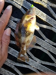 Notolabrus tetricus