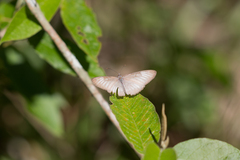 Mestra hersilia
