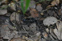 Batrachoseps nigriventris