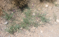 Dalea searlsiae