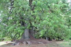 Phytolacca dioica