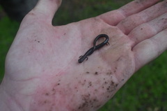 Batrachoseps nigriventris