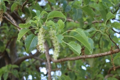Phytolacca dioica