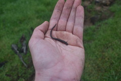 Batrachoseps nigriventris