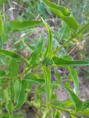 Gymnocoronis spilanthoides