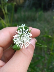 Gymnocoronis spilanthoides