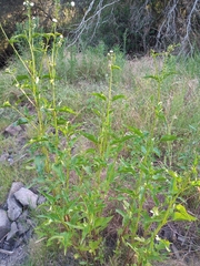 Gymnocoronis spilanthoides