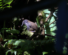 Cantorchilus thoracicus