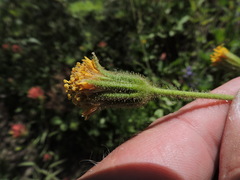 Arnica parryi