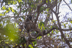 Alouatta caraya