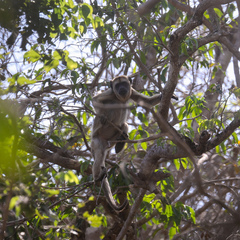 Alouatta caraya