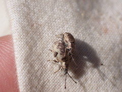 Peritelini