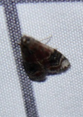 Euzophera semifuneralis