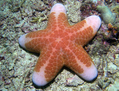 Choriaster granulatus
