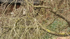 Poecile palustris