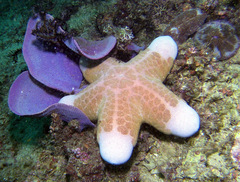 Choriaster granulatus
