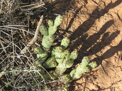 Tephrocactus articulatus