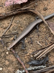 Acritoscincus