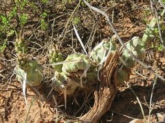 Tephrocactus articulatus
