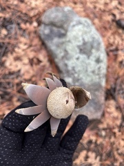 Astraeus hygrometricus