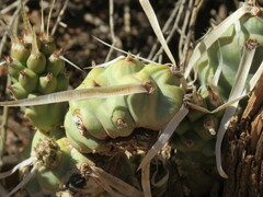 Tephrocactus articulatus