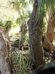 Tillandsia balbisiana