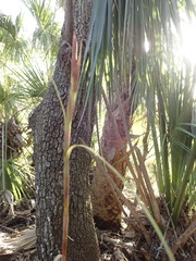 Tillandsia balbisiana