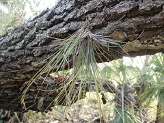 Tillandsia setacea