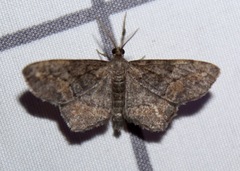 Hypagyrtis piniata