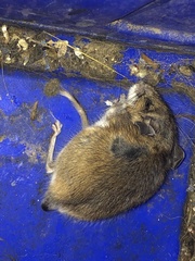 Peromyscus maniculatus