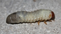 Oryctes nasicornis corniculatus