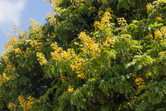 Paubrasilia echinata