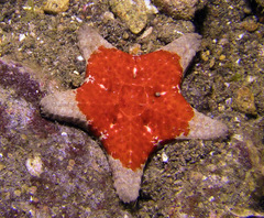 Choriaster granulatus