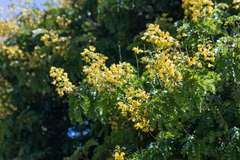 Paubrasilia echinata