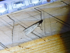 Homoeosoma nebulella