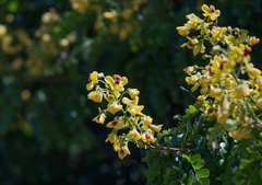 Paubrasilia echinata